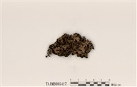 藏品(成長梅衣)的圖片